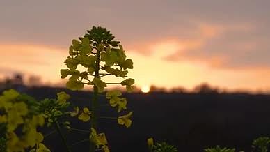 4k实拍黄昏下逆光下的油菜花自然风光视频的预览图